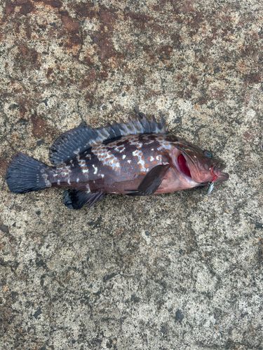 キジハタの釣果