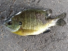 ブルーギルの釣果