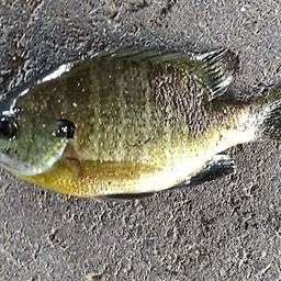 ブルーギル