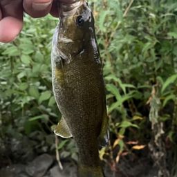 スモールマウスバス