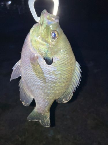 ブルーギルの釣果