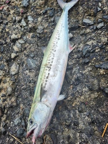 サワラの釣果