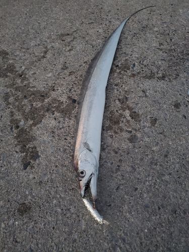 タチウオの釣果