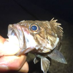 ソイ