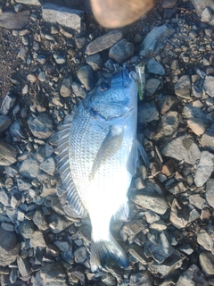 ミナミクロダイの釣果