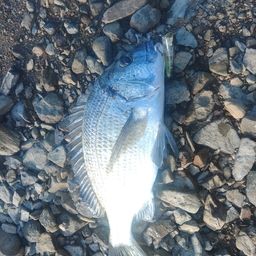 ミナミクロダイ