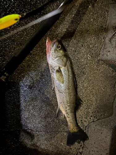 セイゴ（タイリクスズキ）の釣果