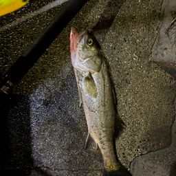 セイゴ（タイリクスズキ）