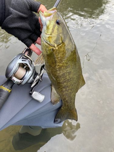 スモールマウスバスの釣果