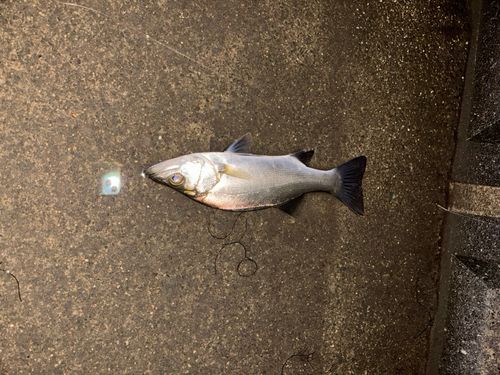 セイゴ（タイリクスズキ）の釣果