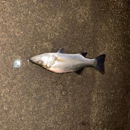 セイゴ（タイリクスズキ）