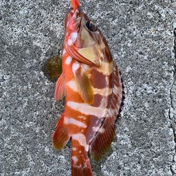 アカハタ