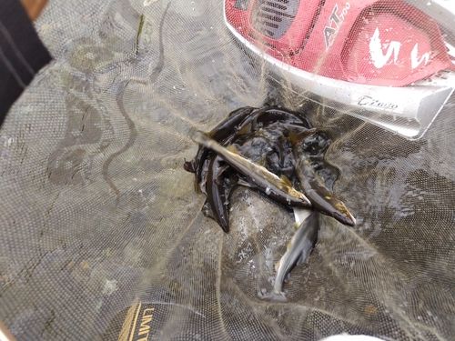 アユの釣果