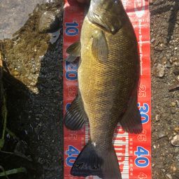 スモールマウスバス