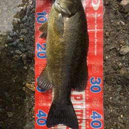 スモールマウスバス