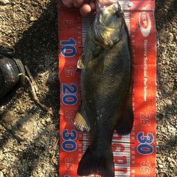 スモールマウスバス