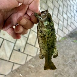 ラージマウスバス