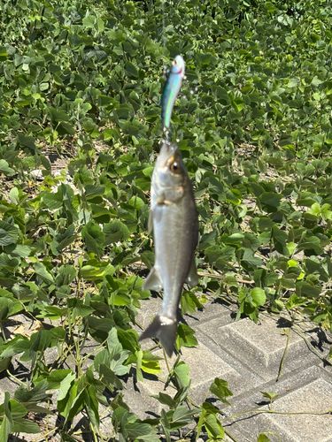 釣果