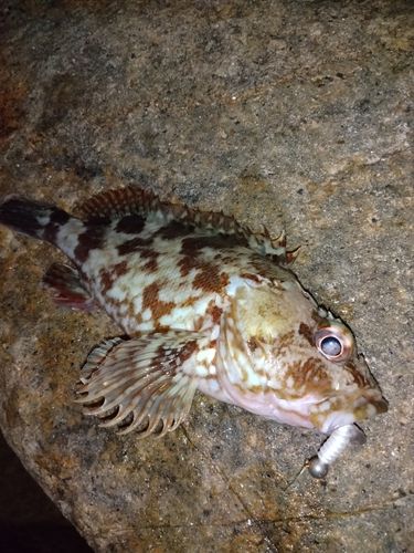 カサゴの釣果