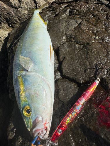 ヤズの釣果