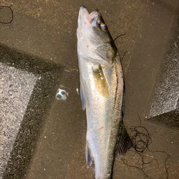 セイゴ（タイリクスズキ）