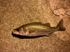 セイゴ（マルスズキ）の釣果