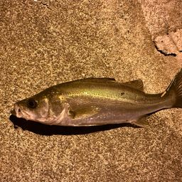 セイゴ（マルスズキ）