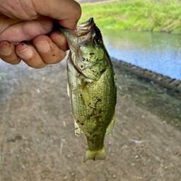 ラージマウスバス