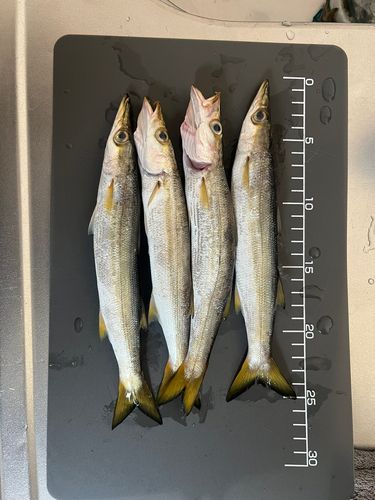 カマスの釣果