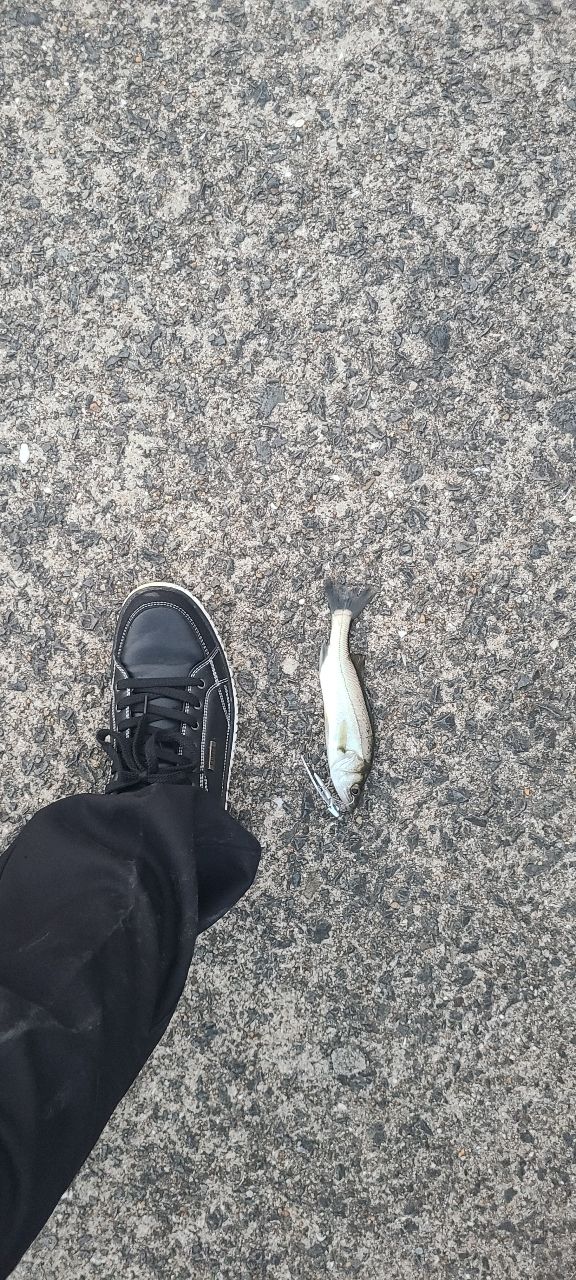 セイゴ（マルスズキ）