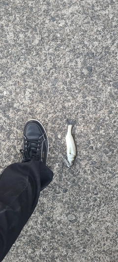 セイゴ（マルスズキ）の釣果