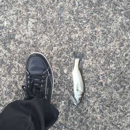 セイゴ（マルスズキ）