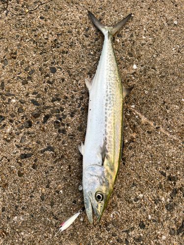 サゴシの釣果