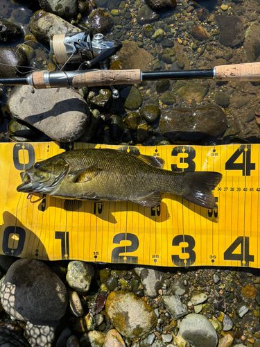 スモールマウスバスの釣果