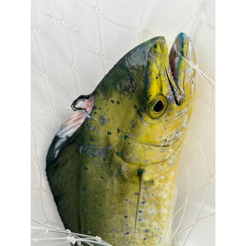 伊勢湾
