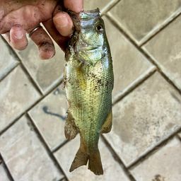 ラージマウスバス