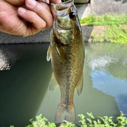 ラージマウスバス