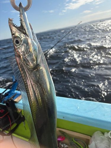 タチウオの釣果