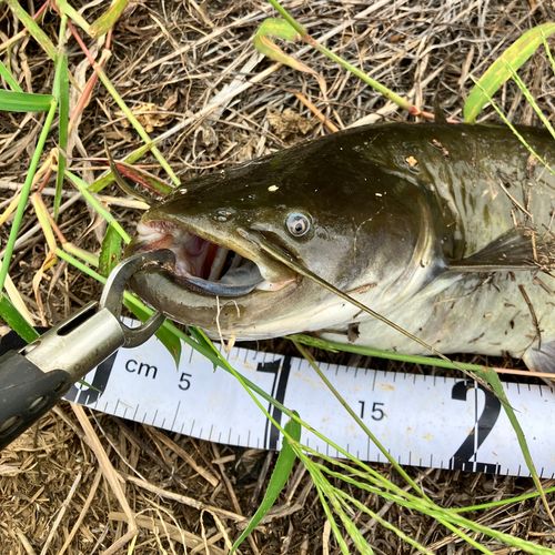 ナマズの釣果