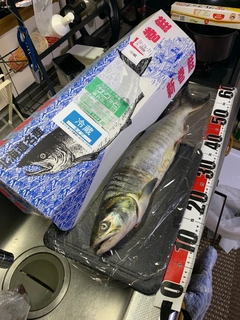 サケの釣果