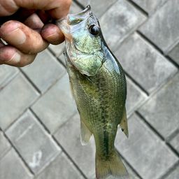 ラージマウスバス