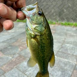 ラージマウスバス