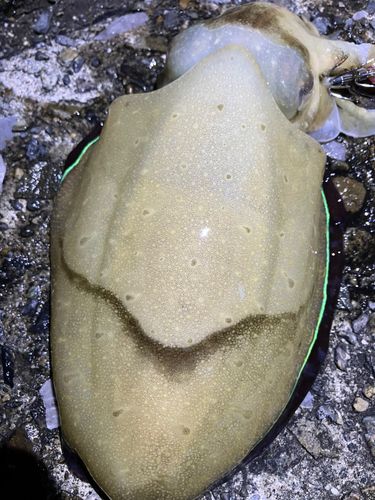 日向灘