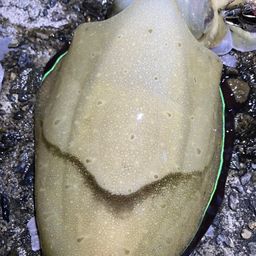 カミナリイカ