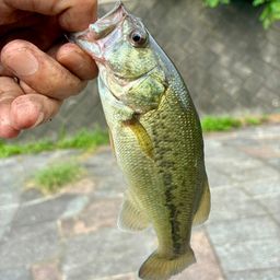 ラージマウスバス