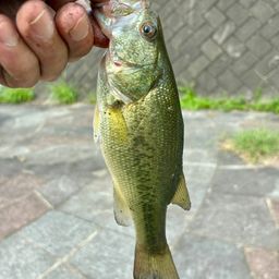 ラージマウスバス