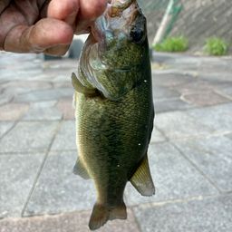 ラージマウスバス