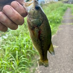 ラージマウスバス