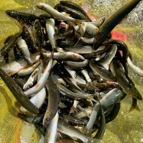アユの釣果
