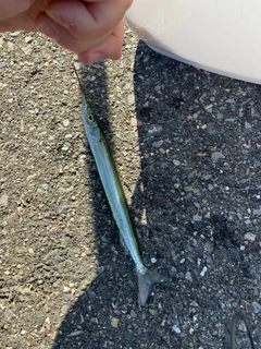 サヨリの釣果